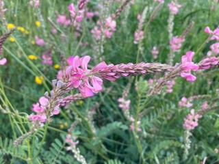 Onobrychis viciifolia, also known as O. sativa or common sainfoin