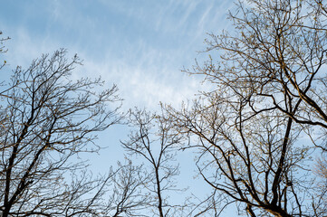 Tree branches against the blue sky. In spring, without leaves. High quality photo