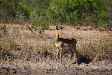 Schwarzfersenantilope / Impala / Aepyceros melampus