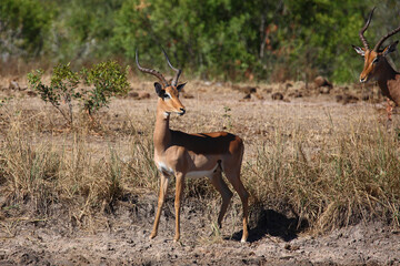 Schwarzfersenantilope / Impala / Aepyceros melampus