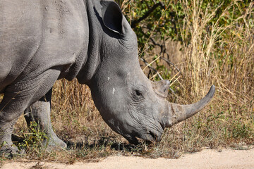 Obraz premium Breitmaulnashorn / Square-lipped rhinoceros / Ceratotherium simum