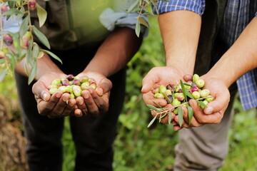 2 people holding olives in their hands, harvesting olives.