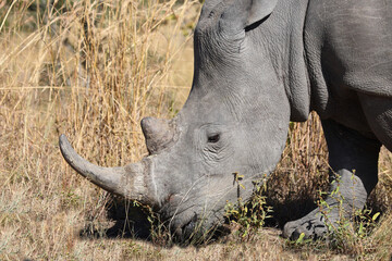 Breitmaulnashorn / Square-lipped rhinoceros / Ceratotherium simum