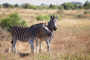 Steppenzebra / Burchell's zebra / Equus burchellii