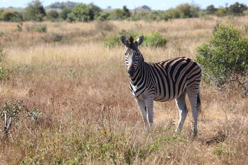 Obraz premium Steppenzebra / Burchell's zebra / Equus burchellii