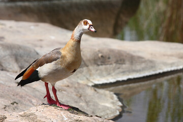 Nilgans / Egyptian goose / Alopochen aegyptiacus..