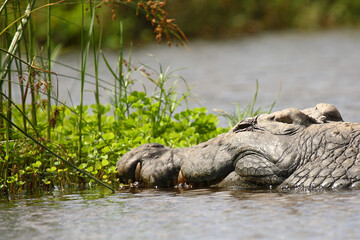 Nilkrokodil / Nile crocodile / Crocodylus niloticus