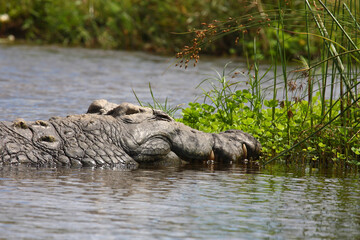 Nilkrokodil / Nile crocodile / Crocodylus niloticus