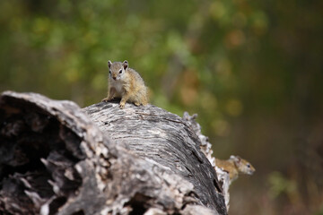 Ockerfußbuschhörnchen / Tree squirrel / Paraxerus cepapi