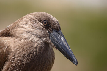 Hammerkopf / Hamerkop / Scopus umbretta