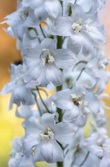 Fototapeta na wymiar Wwhite Delphinium flower macro in the garden