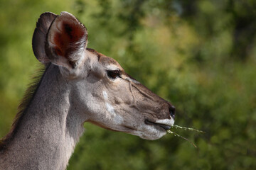 Großer Kudu / Greater kudu / Tragelaphus strepsiceros