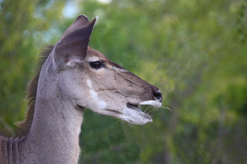 Großer Kudu / Greater kudu / Tragelaphus strepsiceros