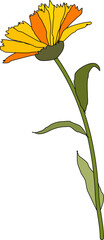 Calendula Flower 2 Illustration