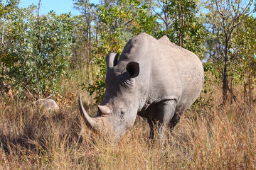 Obraz premium Breitmaulnashorn / Square-lipped rhinoceros / Ceratotherium simum