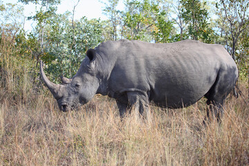 Breitmaulnashorn / Square-lipped rhinoceros / Ceratotherium simum