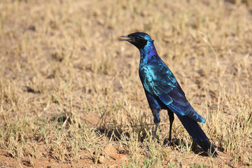 Riesenglanzstar / Burchell's starling / Lamprotornis australis