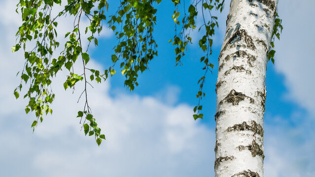 Closeup of silver birch tree trunk on a blue sky background with clouds. Betula pendula. Beautiful white bark with black pattern and sunlit fresh green spring leaves in idyllic tranquil nature detail.