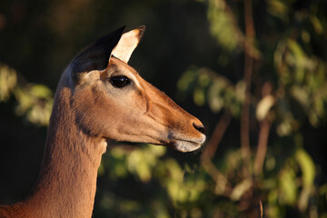 Schwarzfersenantilope / Impala / Aepyceros melampus