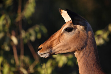 Schwarzfersenantilope / Impala / Aepyceros melampus