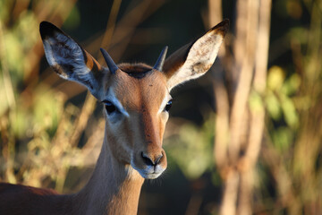 Schwarzfersenantilope / Impala / Aepyceros melampus.