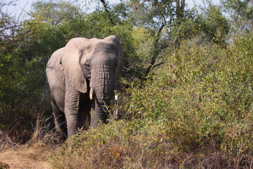 Fototapeta premium Afrikanischer Elefant / African elephant / Loxodonta africana