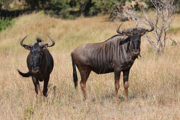 Streifengnu / Blue wildebeest / Connochaetes taurinus