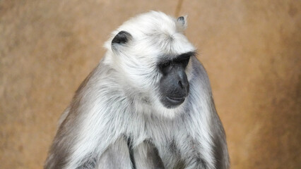 Hulman-Langur monkey sitting on a rock Close Up