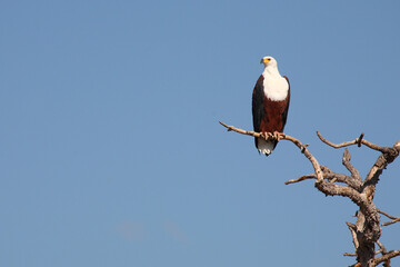 Afrikanischer Schreiseeadler / African fish-eagle / Haliaeetus vocifer.