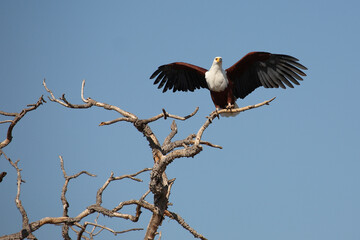 Afrikanischer Schreiseeadler / African fish-eagle / Haliaeetus vocifer..