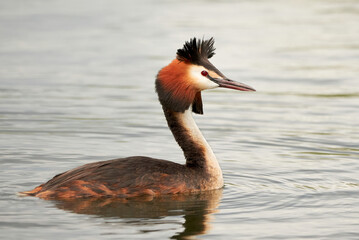 Great crested grebe bird close-up ( Podiceps cristatus )