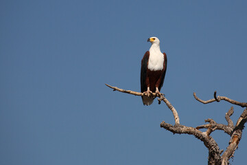 Afrikanischer Schreiseeadler / African fish-eagle / Haliaeetus vocifer.