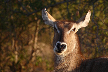 Wasserbock / Waterbuck / Kobus ellipsiprymnus
