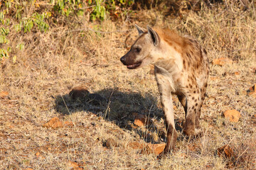 Tüpfelhyäne / Spotted hyaena / Crocuta crocuta