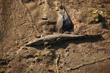 Nilkrokodil / Nile crocodile / Crocodylus niloticus