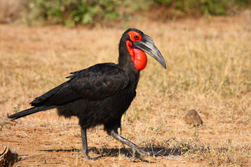 Kaffernhornrabe / Southern ground hornbill / Bucorvus leadbeateri