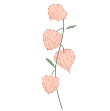 Spring flower illustration