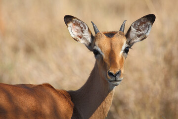Schwarzfersenantilope / Impala / Aepyceros melampus.