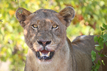 Afrikanischer Löwe / African lion / Panthera leo...