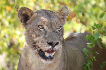 Afrikanischer Löwe / African lion / Panthera leo...