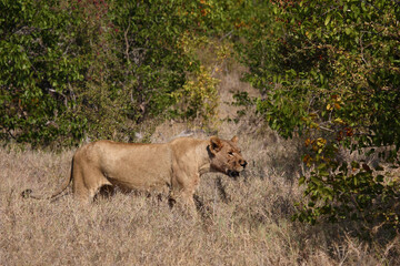 Afrikanischer Löwe / African lion / Panthera leo.