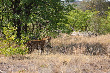 Leopard / Leopard / Panthera pardus.