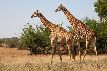 Obraz na płótnie Canvas Giraffe / Giraffe / Giraffa camelopardalis