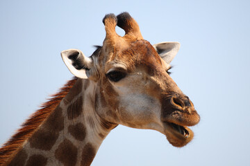 Giraffe / Giraffe / Giraffa camelopardalis