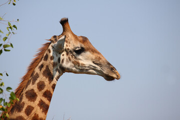 Giraffe / Giraffe / Giraffa camelopardalis