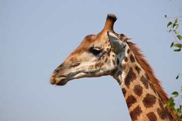 Giraffe / Giraffe / Giraffa camelopardalis