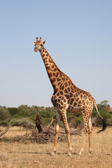 Giraffe / Giraffe / Giraffa camelopardalis