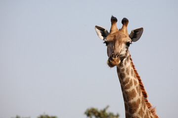 Giraffe / Giraffe / Giraffa camelopardalis