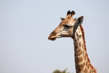 Giraffe / Giraffe / Giraffa camelopardalis