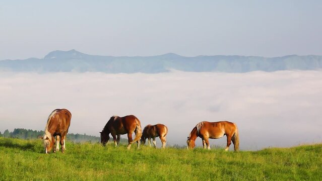 阿蘇のカルデラに広がる雲海と馬